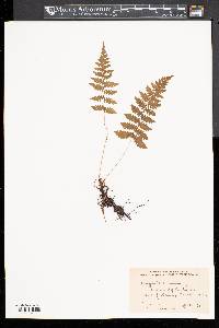Phegopteris connectilis image