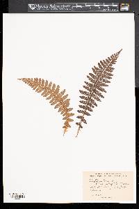 Polystichum braunii image