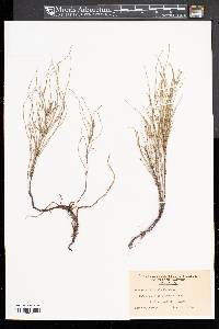 Equisetum × litorale image