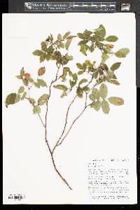 Rosa virginiana image