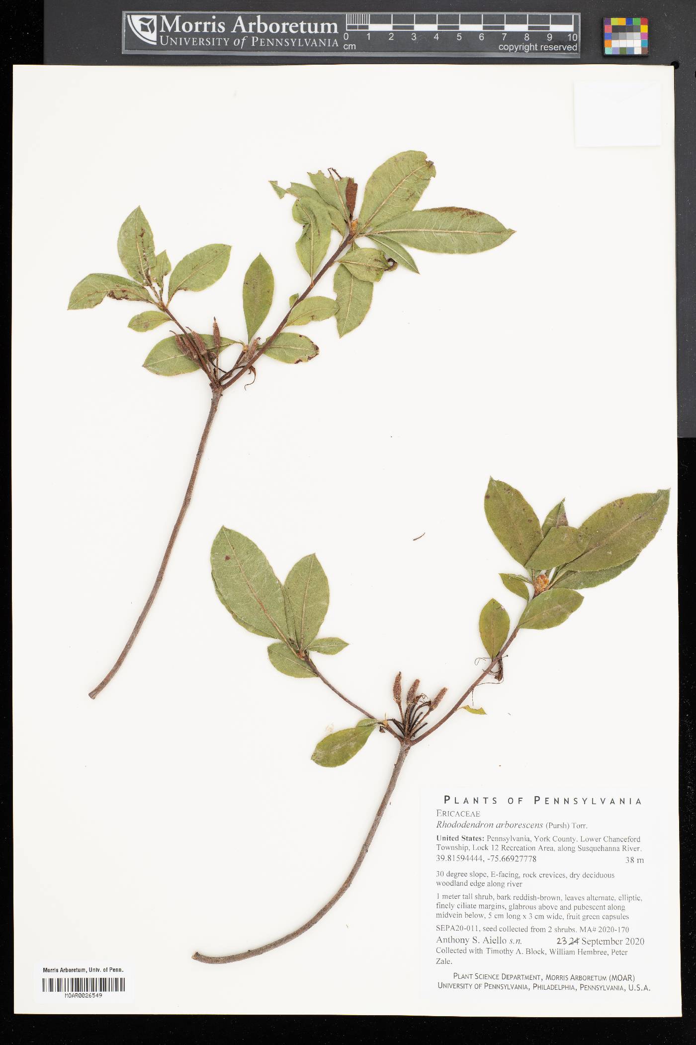 Rhododendron arborescens image