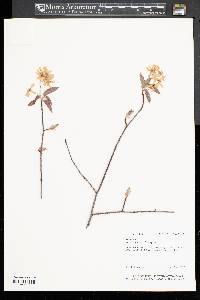 Amelanchier laevis image