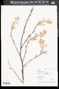 Amelanchier canadensis image