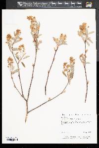 Amelanchier canadensis image