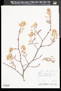 Amelanchier canadensis image