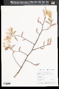 Amelanchier canadensis image