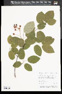 Amelanchier canadensis image