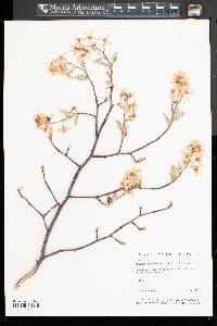 Amelanchier canadensis image