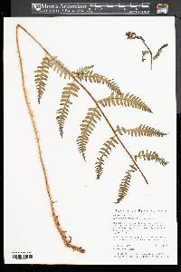 Dryopteris clintoniana image