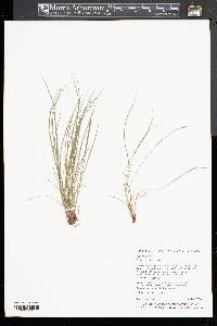 Carex reznicekii image