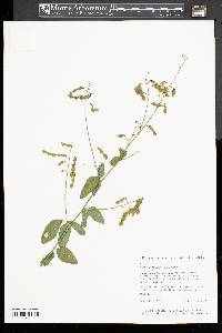 Desmodium glabellum image