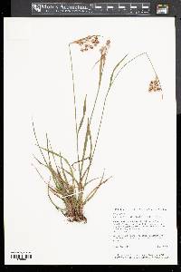 Luzula bulbosa image