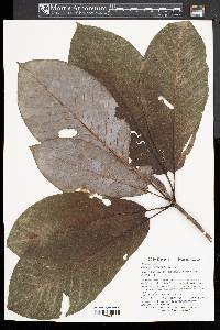 Magnolia obovata image