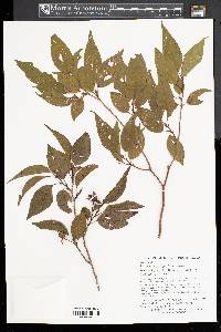 Stewartia monadelpha image