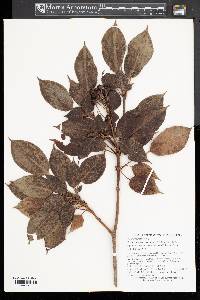 Trochodendron aralioides image