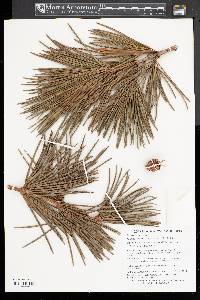 Sciadopitys verticillata image