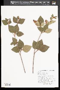 Rhododendron weyrichii image