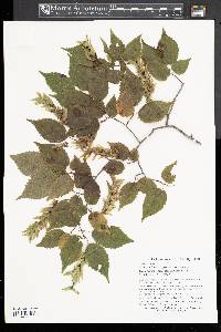 Carpinus laxiflora image
