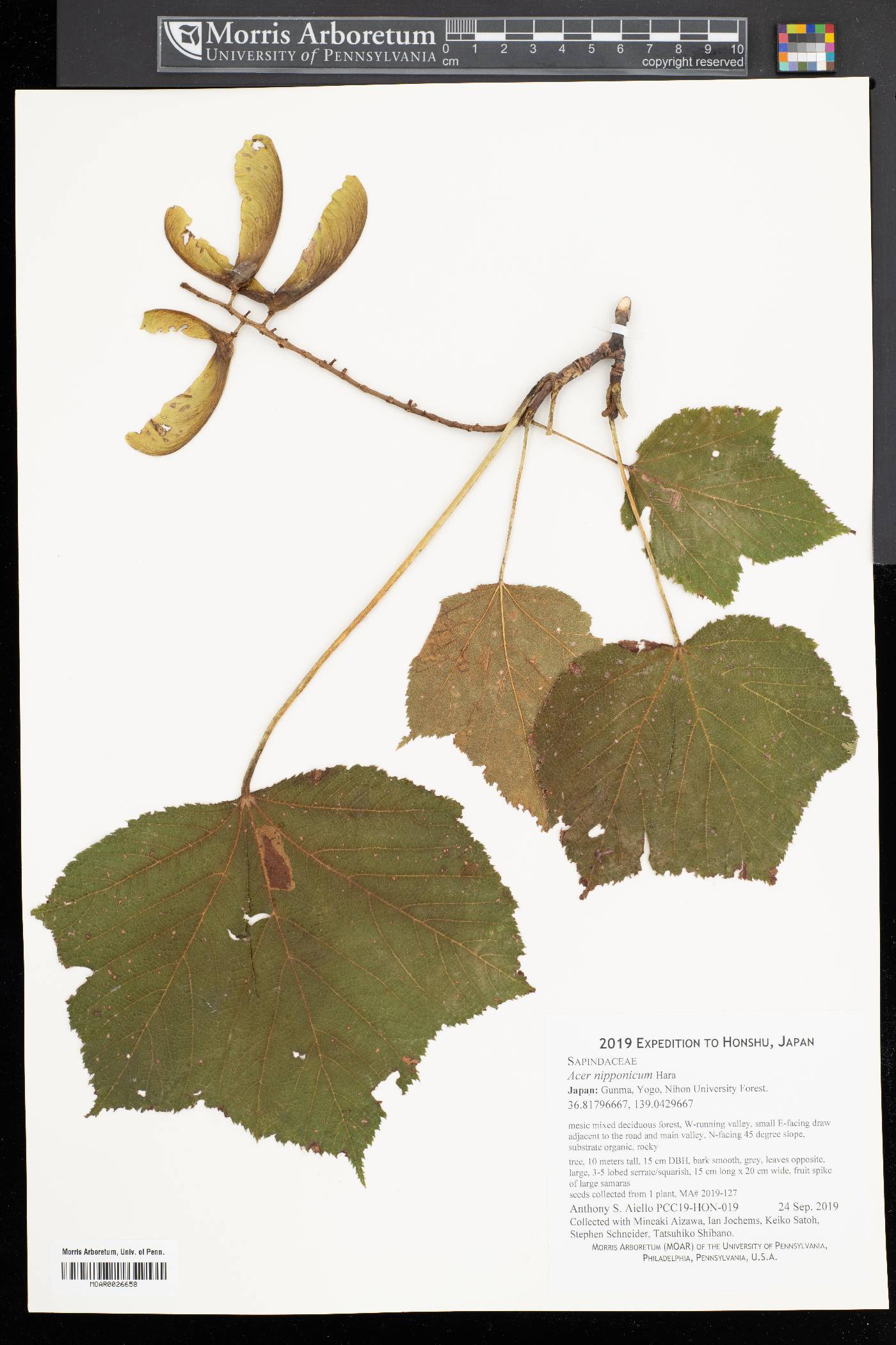 Acer nipponicum image