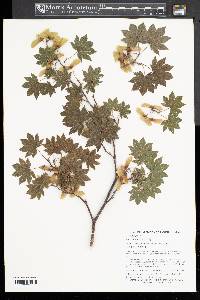 Acer sieboldianum image