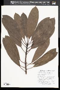 Daphniphyllum macropodum image