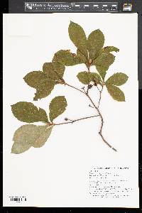 Image of Rhododendron albrechtii