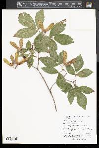 Acer maximowiczianum image