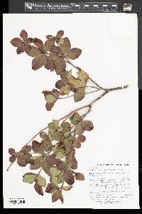 Rhododendron quinquefolium image