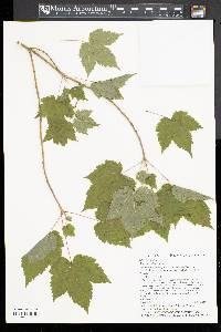 Acer spicatum image