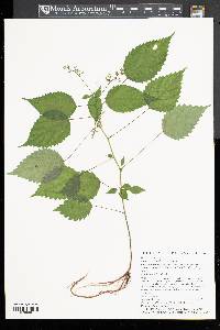 Laportea canadensis image