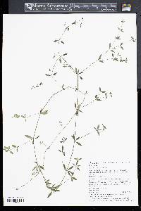 Galium obtusum image