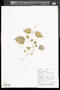 Circaea canadensis image