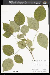 Staphylea trifolia image