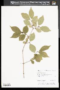 Lonicera maackii image