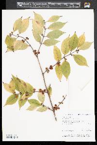 Lonicera maackii image