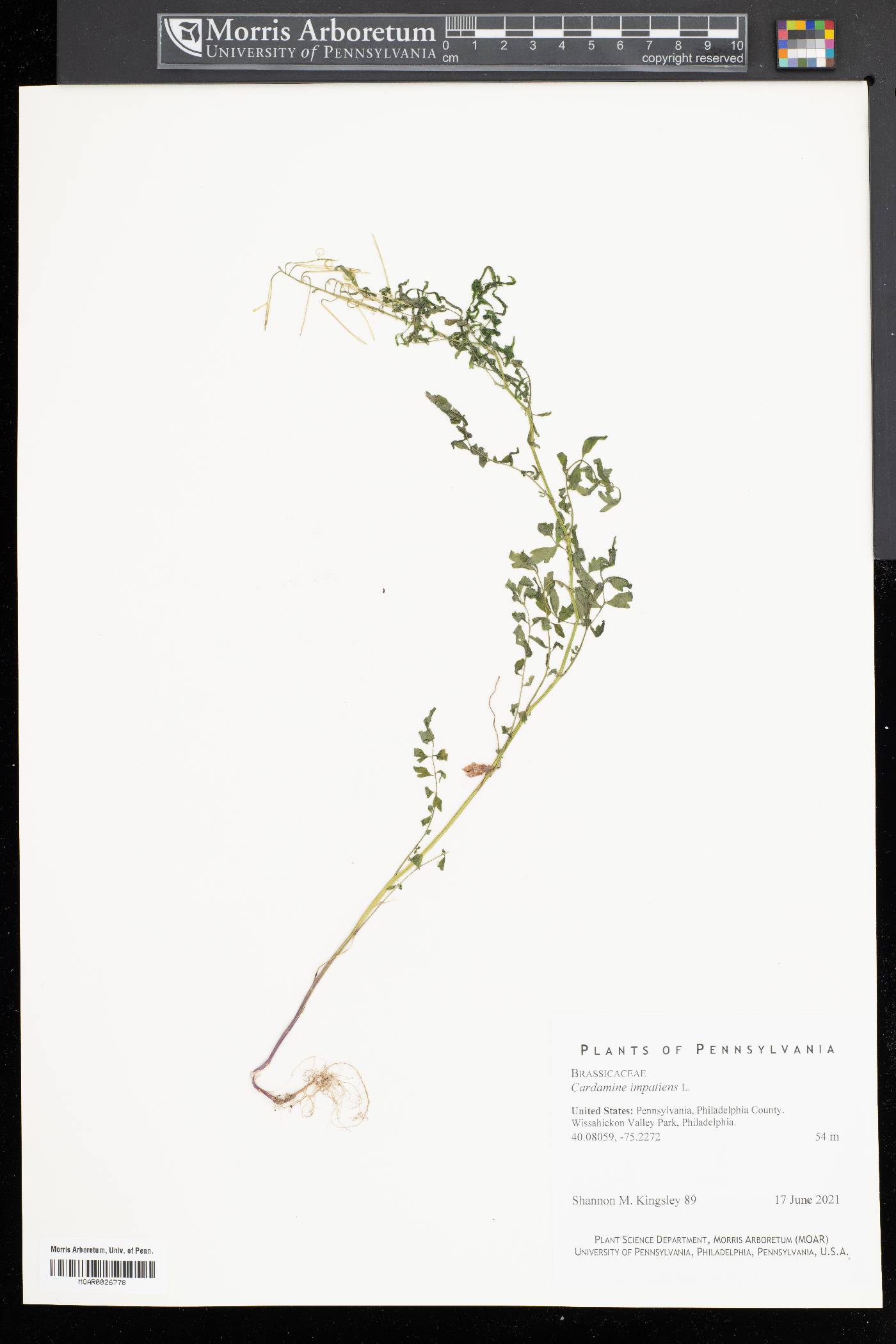 Cardamine impatiens image