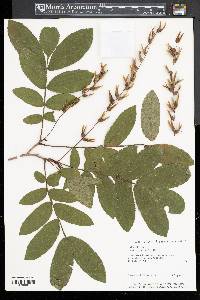 Pterocarya stenoptera image