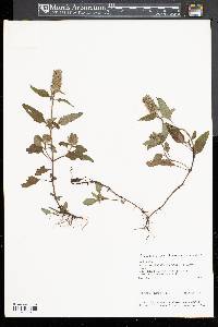 Prunella vulgaris subsp. lanceolata image