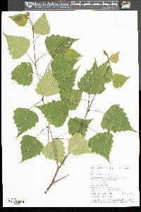 Betula populifolia image