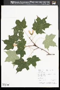 Acer nigrum image