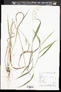 Elymus hystrix image