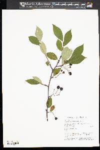 Aronia melanocarpa image