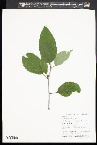 Ilex montana image