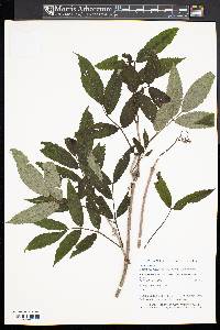 Sambucus racemosa subsp. racemosa image