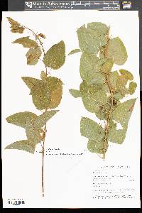 Smilax herbacea image