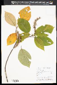 Clethra acuminata image