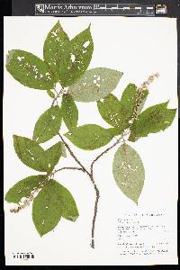 Clethra acuminata image