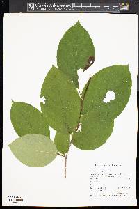 Stewartia ovata image