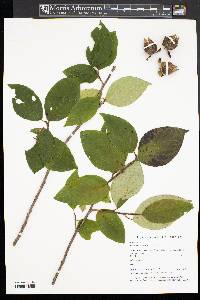 Stewartia ovata image