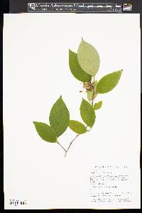 Stewartia ovata image